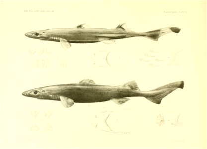 n54_w1150