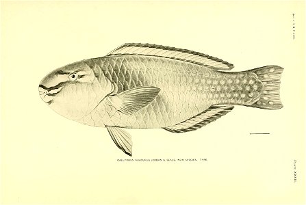 n296_w1150