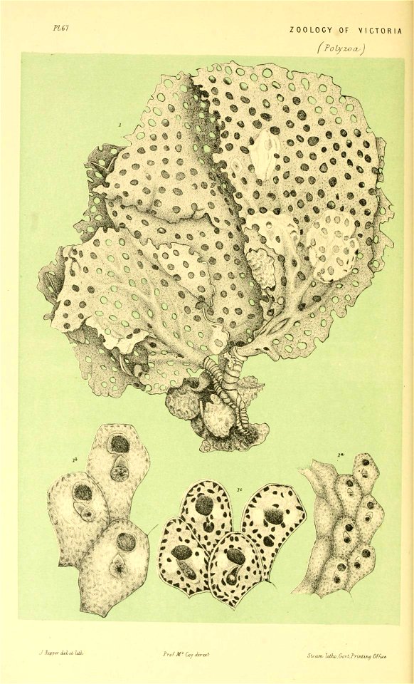 n127_w1150