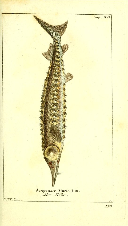 n58_w1150