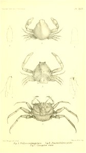 n826_w1150
