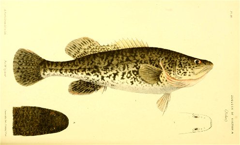 n255_w1150
