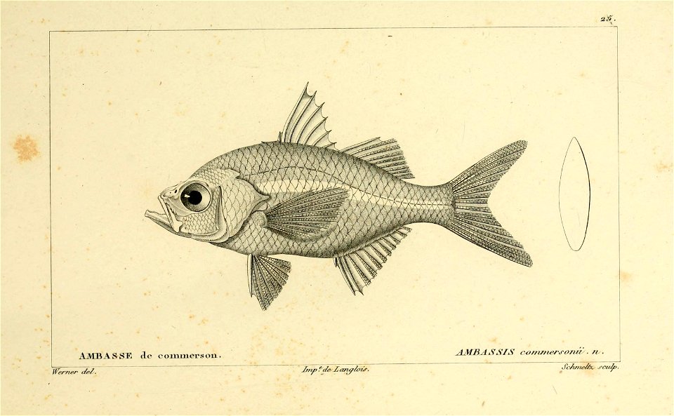 n36_w1150