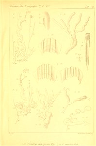 n520_w1150