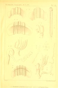 n518_w1150