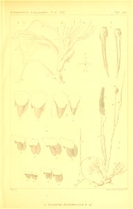 n516_w1150