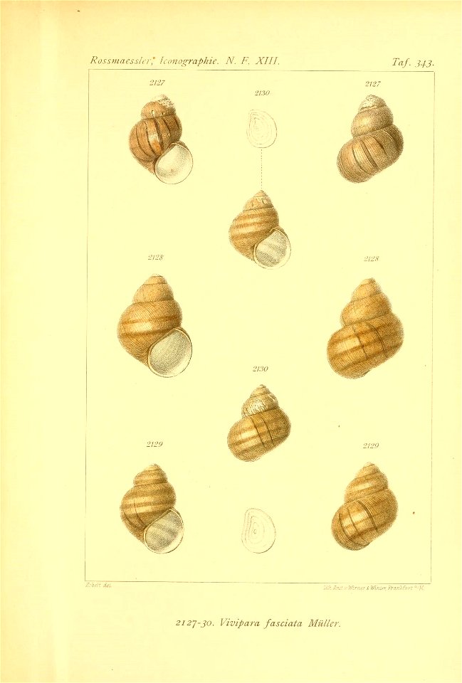 n238_w1150
