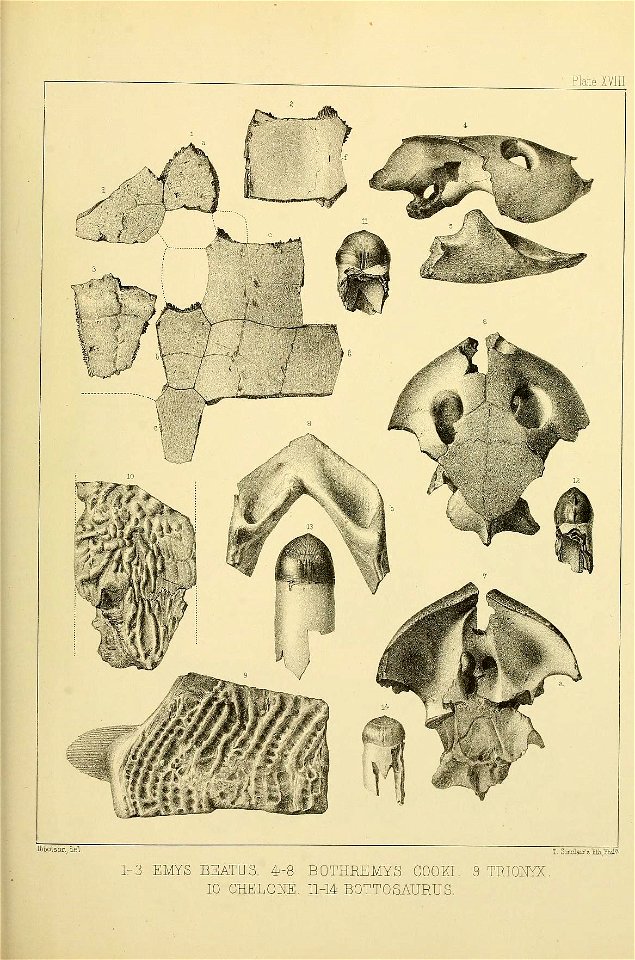 n556_w1150