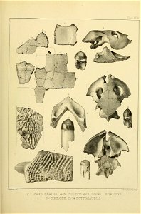 n556_w1150