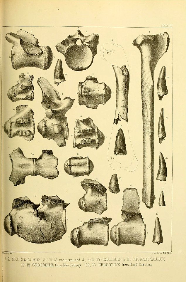 n516_w1150