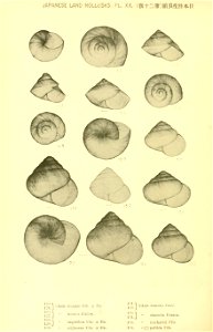 n505_w1150