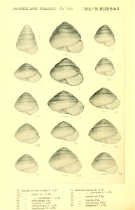 n335_w1150