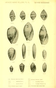 n617_w1150