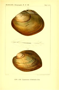 n454_w1150