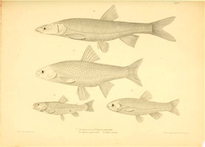 n92_w1150