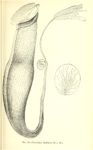 n202_w1150