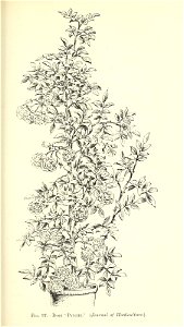n594_w1150