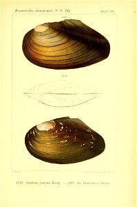 n490_w1150