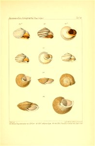 n338_w1150