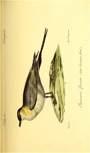 n406_w1150