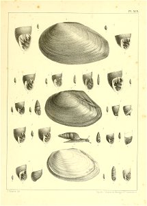 n854_w1150