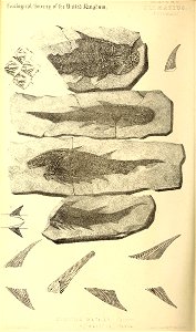 n359_w1150