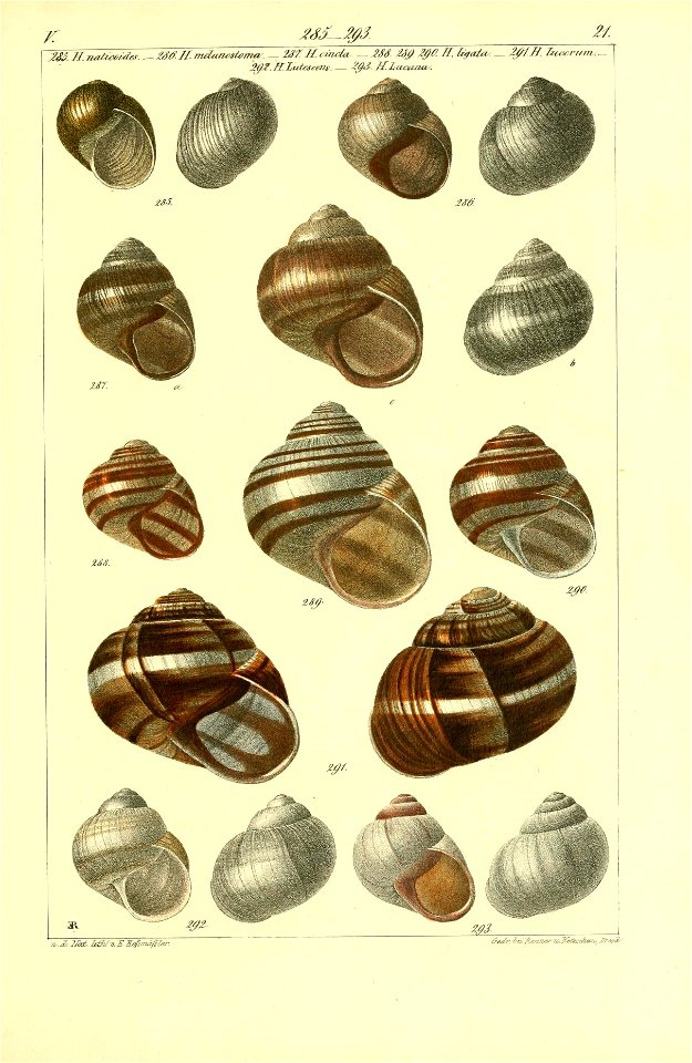 n528_w1150