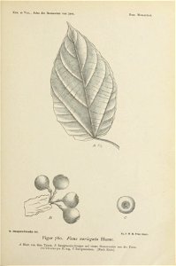n438_w1150