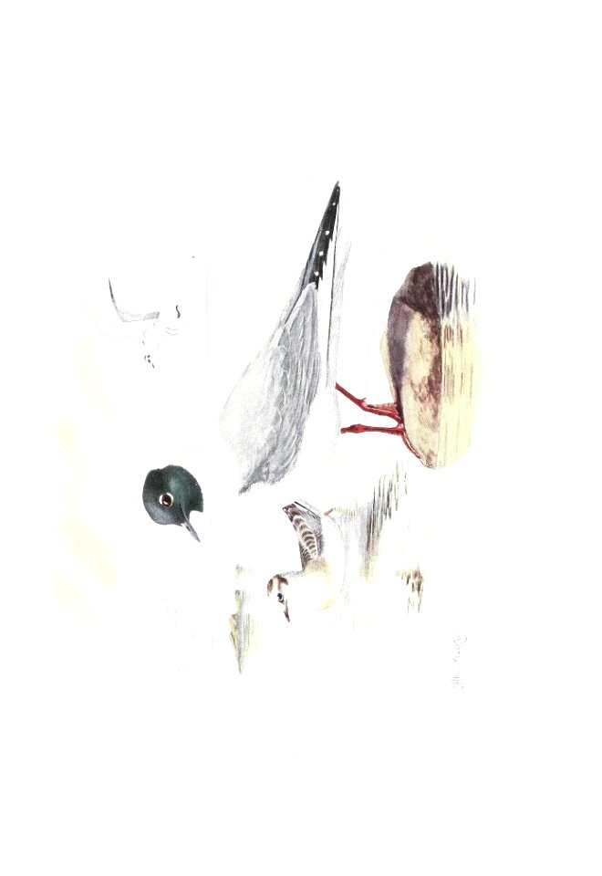 n550_w1150
