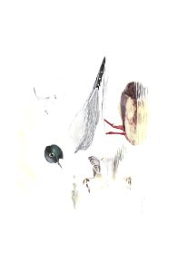 n550_w1150
