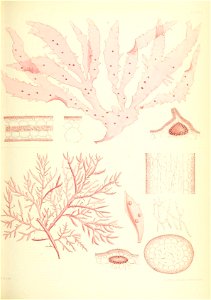 n492_w1150