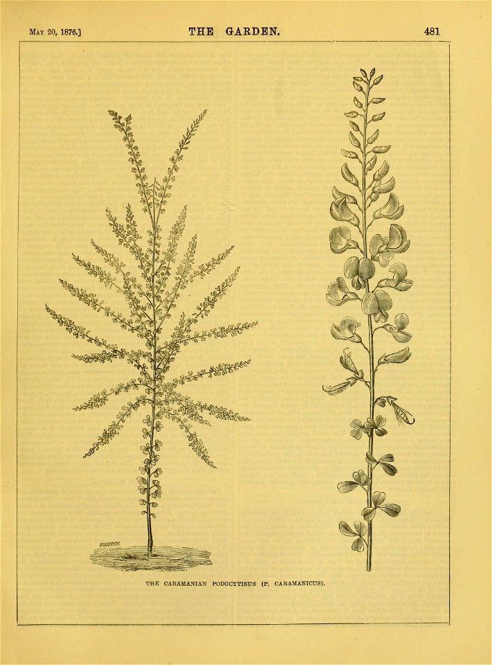 n514_w1150