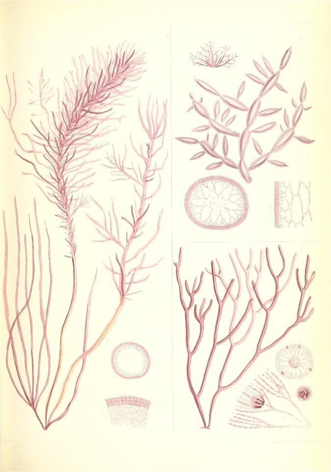 n490_w1150