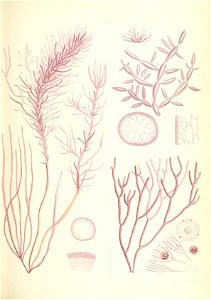 n490_w1150