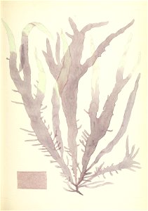 n484_w1150