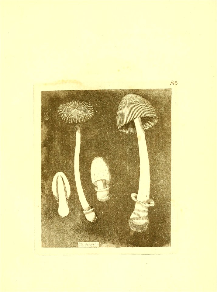 n232_w1150