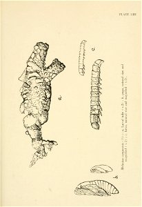 n636_w1150