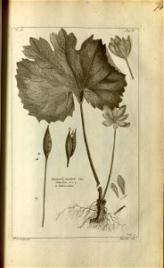 n176_w1150