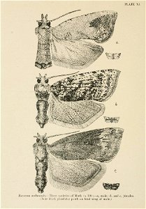 n155_w1150