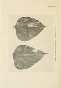 n545_w1150