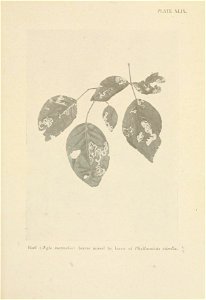n598_w1150