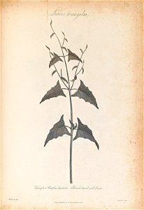 n387_w1150