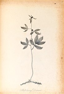 n385_w1150