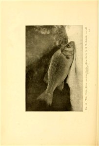 n573_w1150