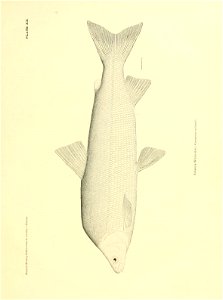 n356_w1150
