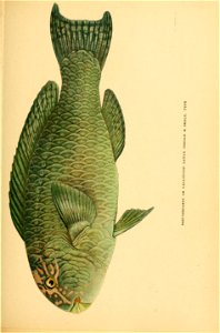 n654_w1150