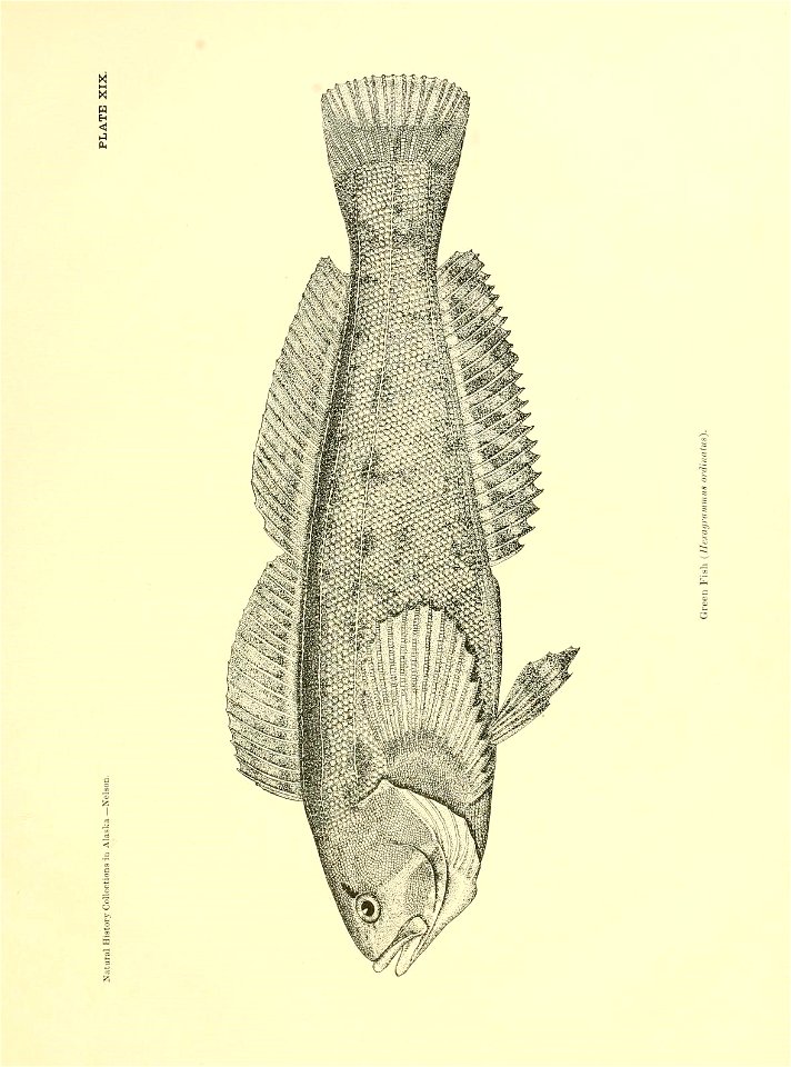 n350_w1150