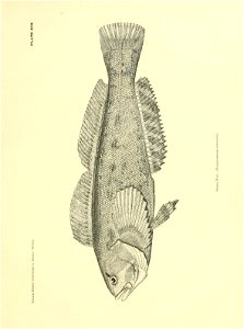 n350_w1150