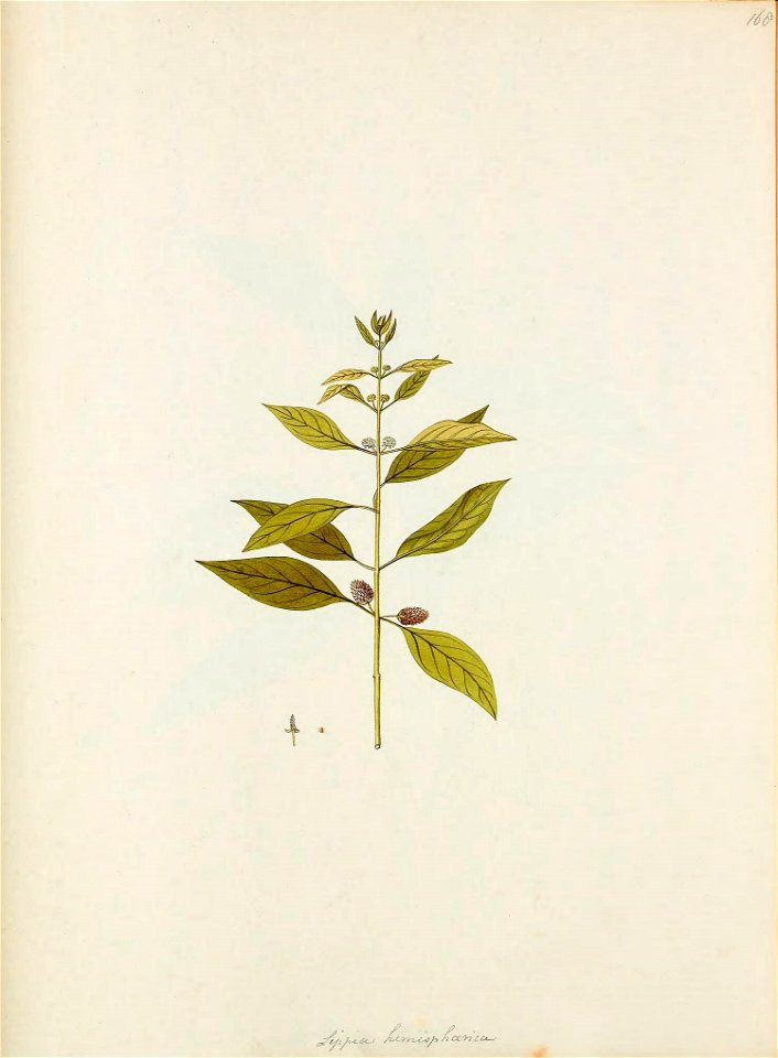 n484_w1150