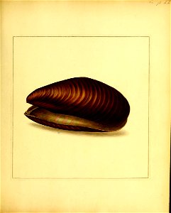 n218_w1150